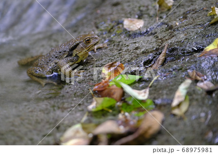 ヒキガエル ヒキガエル 68975981