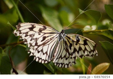 Rice Paper Butterfly in Okinawa, Japan Rice Paper Butterfly in Okinawa, Japan 68976054