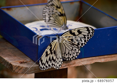 Rice Paper Butterfly in Okinawa, Japan 68976057
