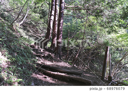 大倉尾根　登山道 68976079