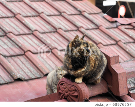 屋根の上のサビ柄の野良猫 68976557