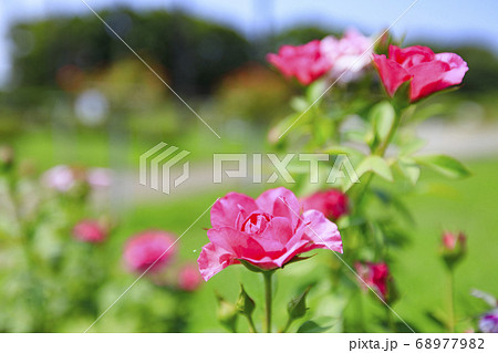 長居植物園 夏の草花の写真素材 6779