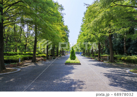 長居植物園　夏の草花 68978032