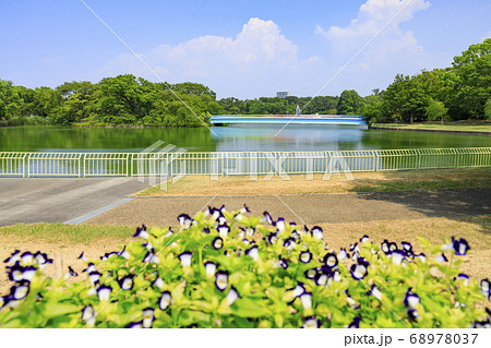 長居植物園 夏の草花 長居植物園 夏の草花 68978037