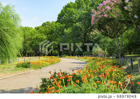 長居植物園 夏の草花 長居植物園 夏の草花 68978048