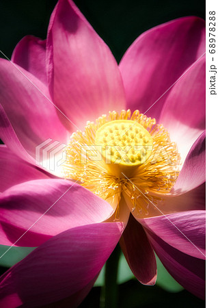 可憐な蓮の花 68978288