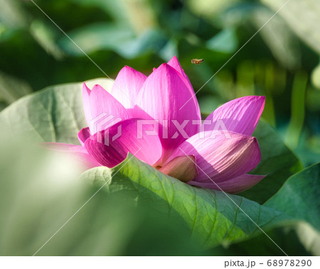 可憐な蓮の花 可憐な蓮の花 68978290