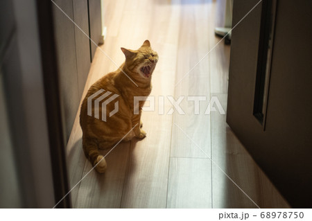 あくびするねこ 68978750