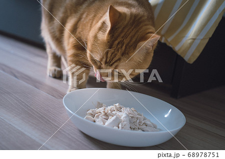 ささみを食べるねこ 68978751