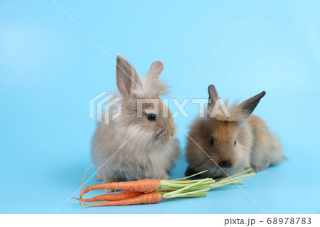 young two cute brown easter bunny rabbit with carrots on blue background young two cute brown easter bunny rabbit with carrots on blue background 68978783