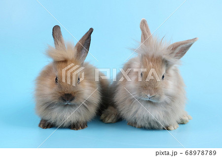 front view and close up two cute baby brown bunny rabbit on blue background in studio lighting front view and close up two cute baby brown bunny rabbit on blue background in studio lighting 68978789