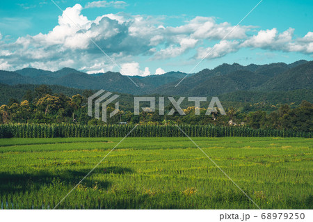 Views of rice fields, rice fields and mountains 68979250