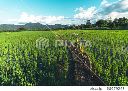 Views of rice fields, rice fields and mountains Views of rice fields, rice fields and mountains 68979263