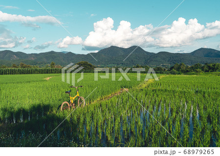 Views of rice fields, rice fields and mountains 68979265
