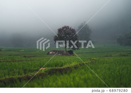 Views of rice fields, rice fields and mountains Views of rice fields, rice fields and mountains 68979280