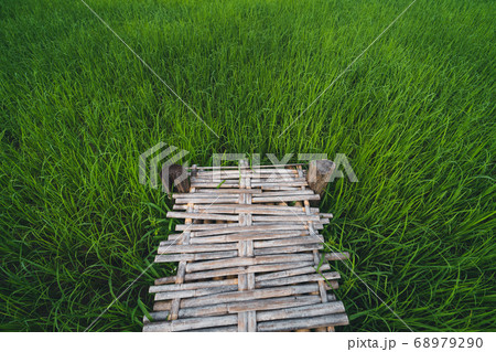 Views of rice fields, rice fields and mountains Views of rice fields, rice fields and mountains 68979290