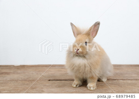 cute brown easter bunny rabbit on wood and white background cute brown easter bunny rabbit on wood and white background 68979485