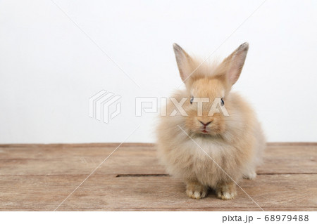 cute brown easter bunny rabbit on wood and white background cute brown easter bunny rabbit on wood and white background 68979488