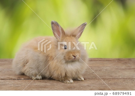 cute brown easter bunny rabbit on wood and green nature background cute brown easter bunny rabbit on wood and green nature background 68979491