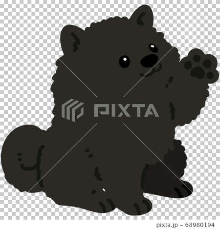 坐下，沒有主線時揮舞著黑色博美犬的插圖 68980194