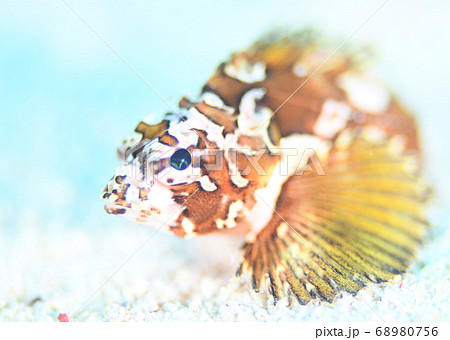 幼魚ドアップ 幼魚ドアップ 68980756