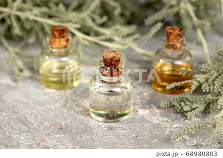 A bottle of santolina essential oil with fresh santolina plant A bottle of santolina essential oil with fresh santolina plant 68980803