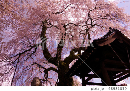 泰雲寺のしだれ桜 樹齢250年 満開 枝垂れ桜 泰雲寺のしだれ桜 樹齢250年 満開 枝垂れ桜 68981059