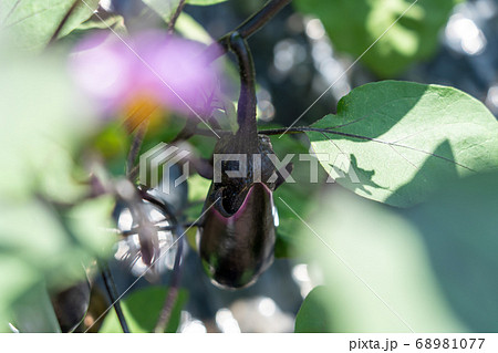 ナスの栽培　（6月）　家庭菜園 68981077