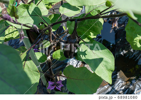 ナスの栽培　（6月）　家庭菜園 68981080