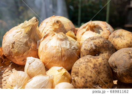 収穫した野菜の盛合せ　（6月）　家庭菜園　玉ねぎ‣ジャガイモ・にんにく 68981162