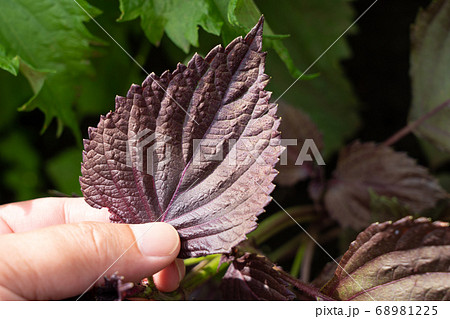 赤紫蘇の栽培・収穫 (6月) 家庭菜園 赤紫蘇の栽培・収穫 (6月) 家庭菜園 68981225