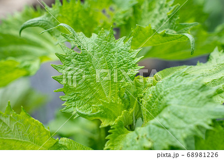 青紫蘇の栽培 虫食い 6月 家庭菜園の写真素材