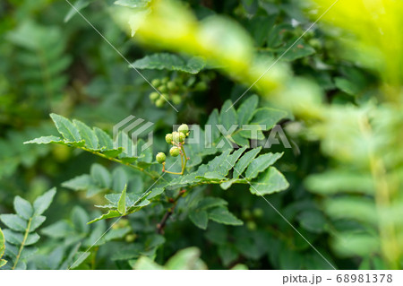 山椒の実　実山椒　（6月）　家庭菜園 68981378