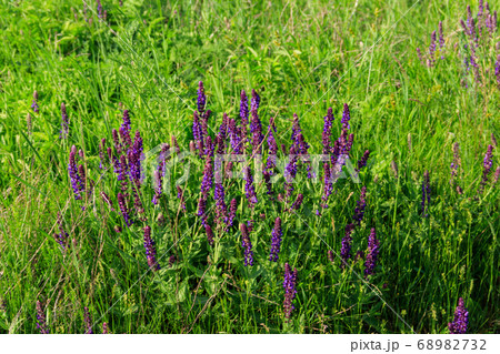 Woodland sage or Balkan clary (Salvia nemorosa) Woodland sage or Balkan clary (Salvia nemorosa) 68982732