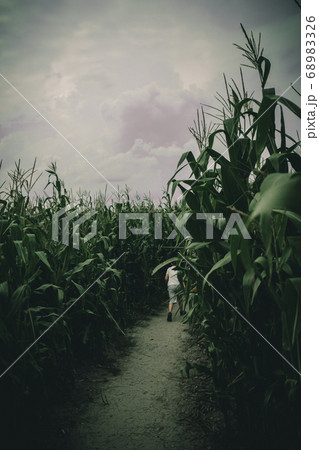 young boys lost in spooky summer corn maze run 68983326