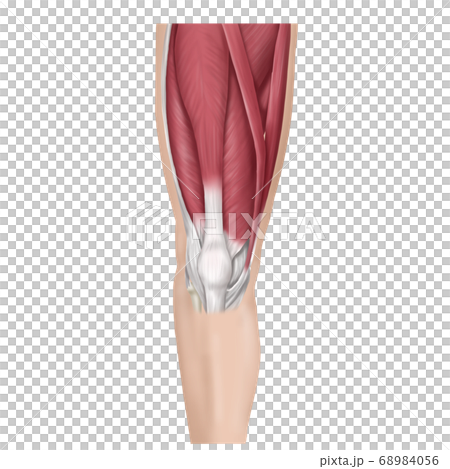 Patellar tendon rectus femoris Patellar tendon rectus femoris 68984056