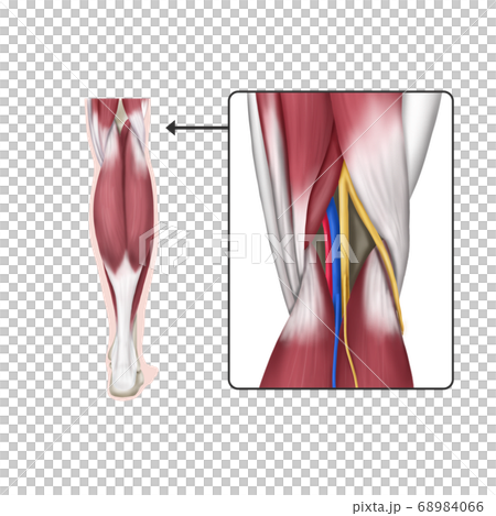Neurovascular in the popliteal region Neurovascular in the popliteal region 68984066