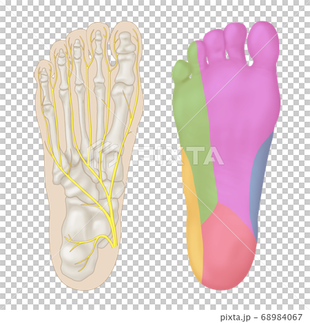 ar神經支配區 ar神經支配區 68984067