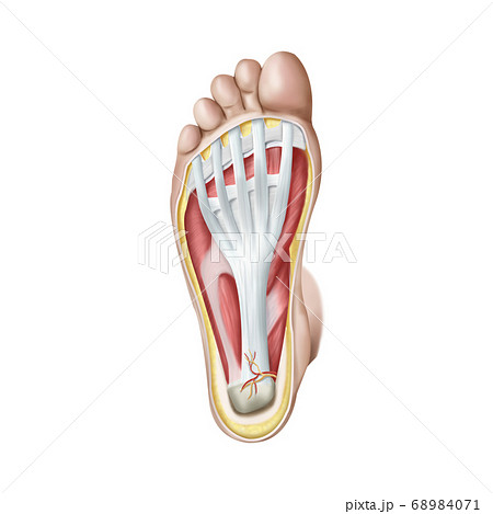 人体 足の裏 解剖学のイラスト素材