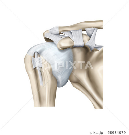 人体 解剖学 生理 68984079