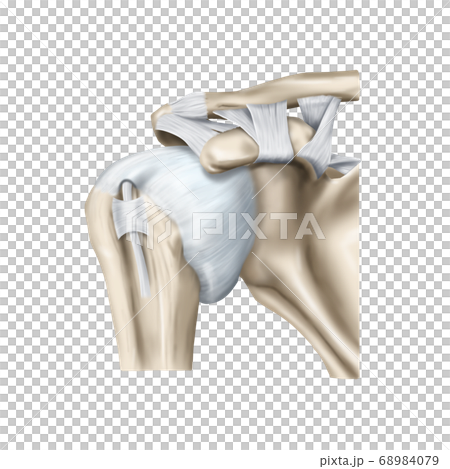 肩關節囊 肩關節囊 68984079