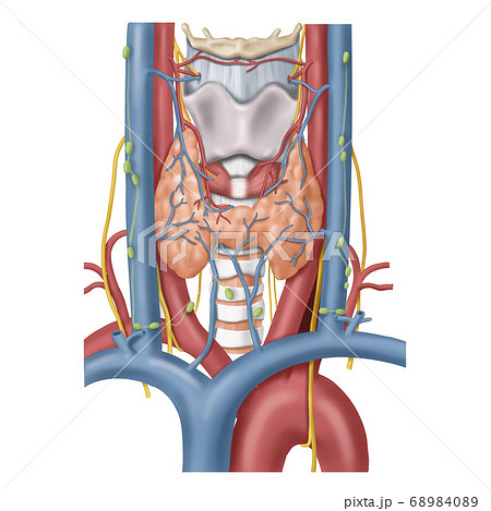人体 解剖学 生理のイラスト素材 6840