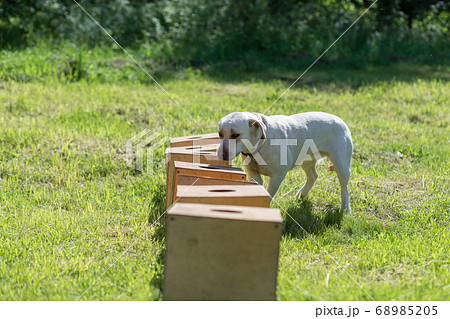 White Labrador Retriever searches for hidden 68985205