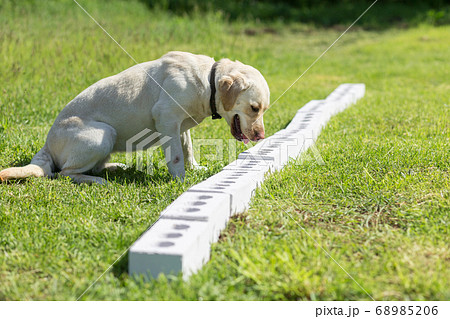 White Labrador Retriever searches for hidden White Labrador Retriever searches for hidden 68985206