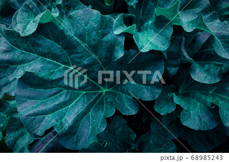 rhubarb leaves close up cyan blue green 68985243