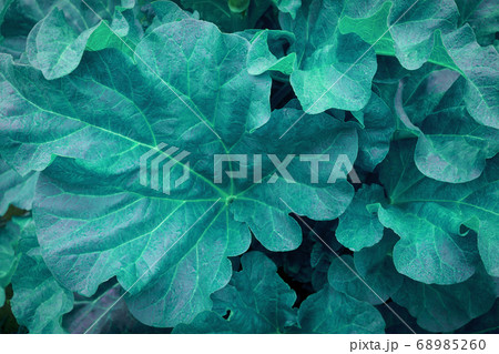 rhubarb leaves close up cyan green gardening 68985260