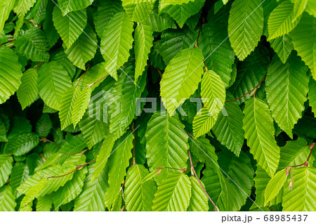 Young Light Green Spring Leaves in Sunshine Day 68985437