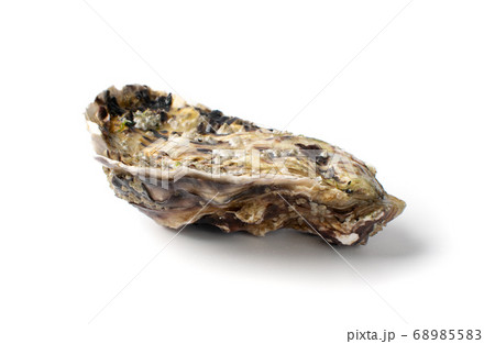 Fresh Closed Oyster Isolated on White Background. 68985583