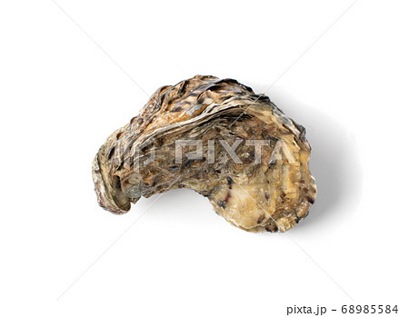 Fresh Closed Oyster Isolated on White Background. 68985584