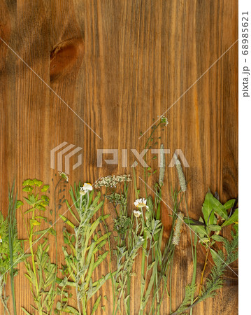 Pressed Dried Herbarium of Various Plants Top View Pressed Dried Herbarium of Various Plants Top View 68985621